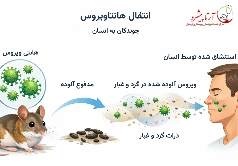 انتقال هانتاویروس از جوندگان به انسان